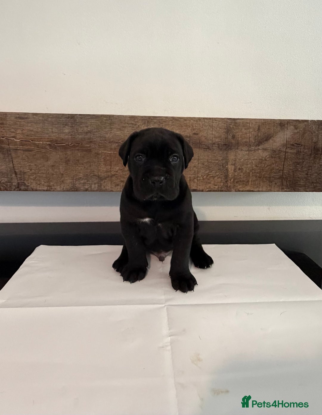 Cane Corso dogs for sale: Purebred Cane Corso Puppies – Exceptional Parent - Image 8