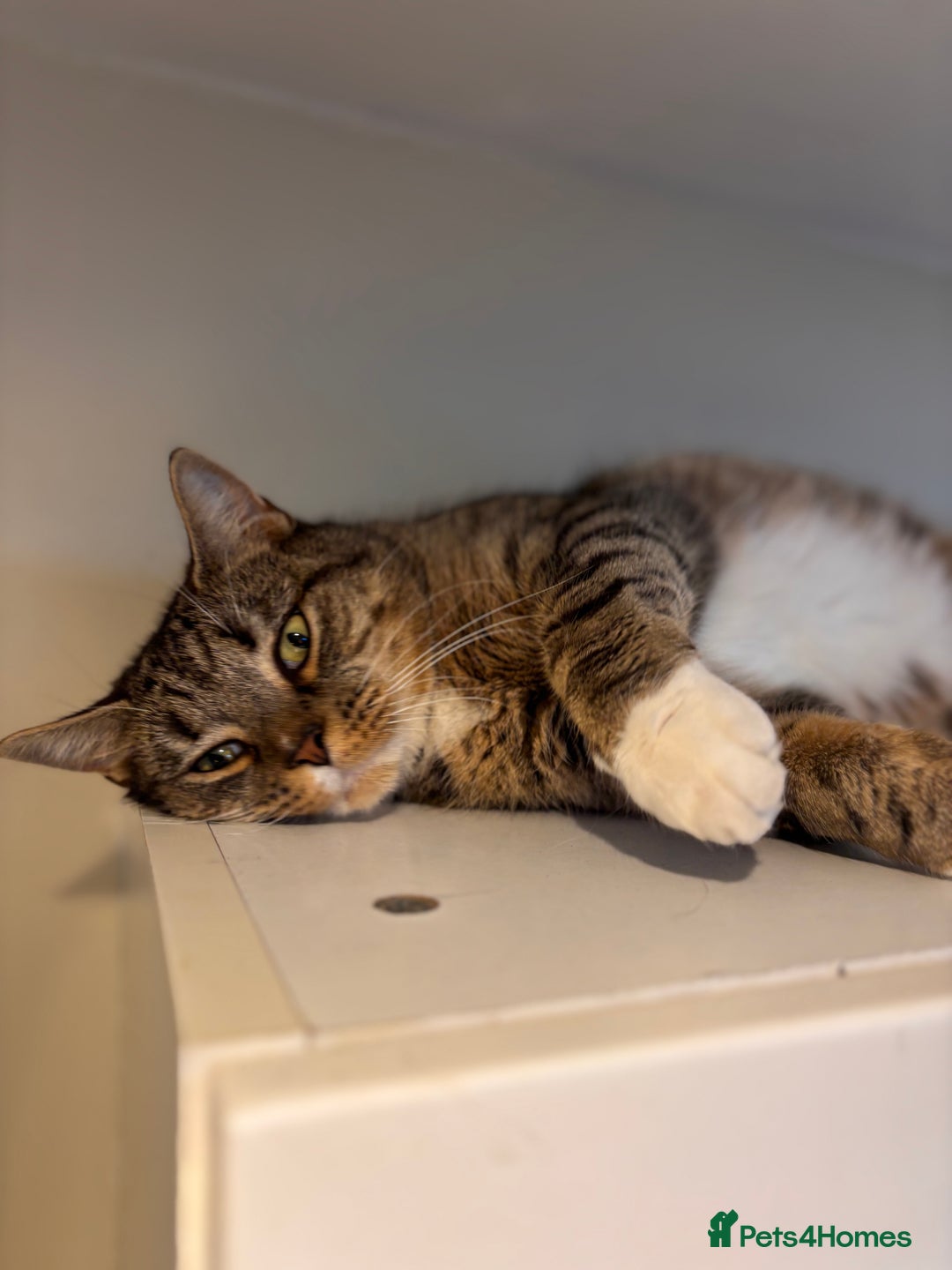 Mixed Breed cats for sale: Rehoming our lovely tabby cat Mika - Advert 3