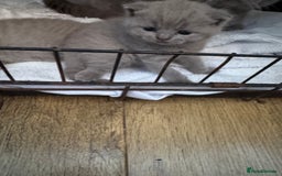 British Shorthair cats for sale: British Shorthair babies  - Image 15