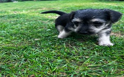 Jackapoo dogs for sale: Mabel  - Image 1