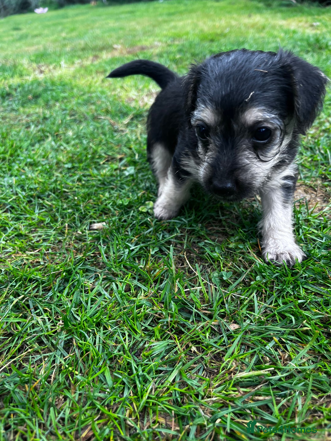 Jackapoo dogs for sale: Mabel  - Image 1