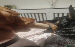Jack Russell dogs for sale: 2 x Beautiful Jack Russells  - Image 11