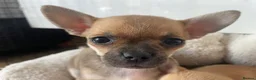 Chihuahua dogs for sale: Rare & Beautiful Chihuahua Puppies in Ipswich - Advert 12