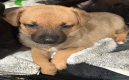 Mixed Breed dogs for sale: Gsd x Mali x Staffy - Image 5
