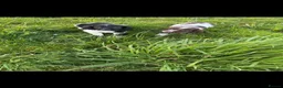 English Springer Spaniel dogs for sale: KC Registered English Springer Spaniel Pups - Advert 25