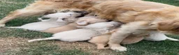 Golden Retriever dogs for sale: Stunning female golden retriever  - Advert 10
