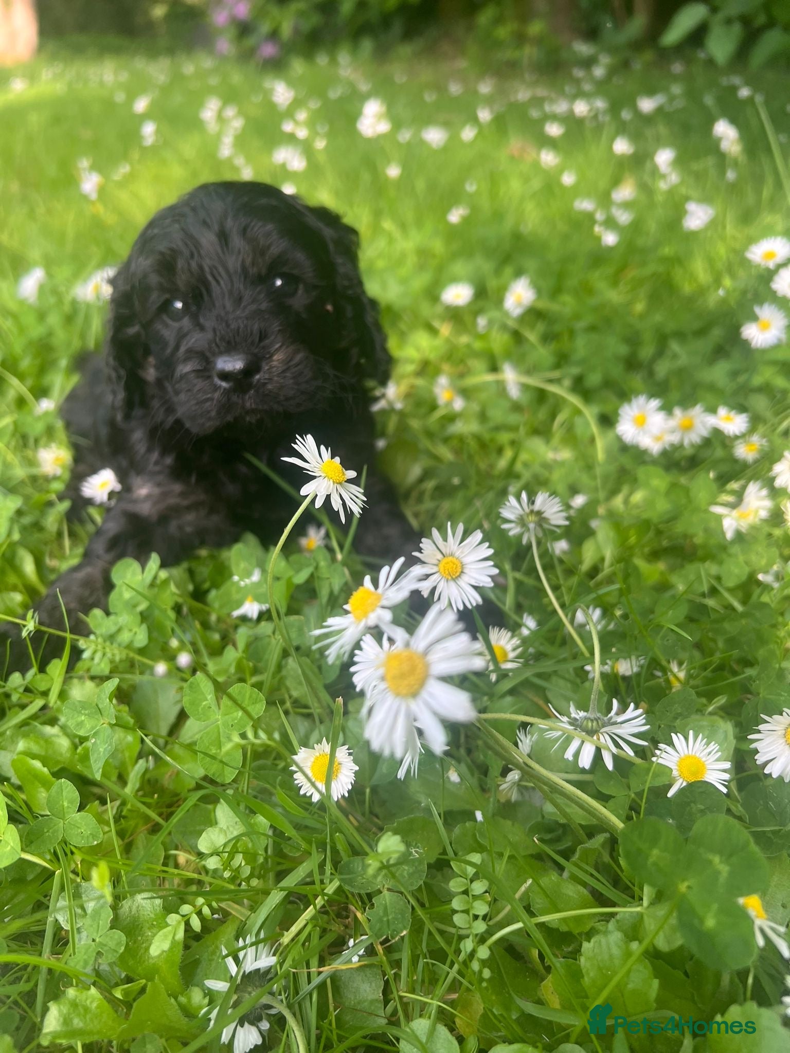 Cavapoo dogs Adorable Cavapoo puppies - Advert 6
