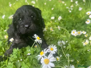 Cavapoo dogs Adorable Cavapoo puppies - Advert 6