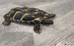 Hermann Tortoise reptiles for sale: Hermanns Tortoise - Image 1