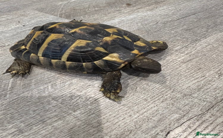 Hermann Tortoise reptiles - Advert 1