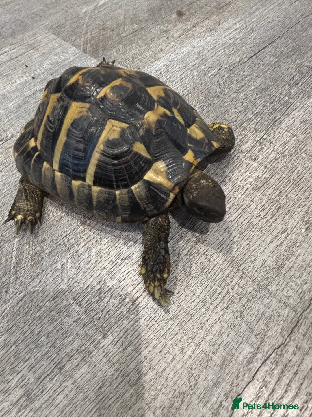 Hermann Tortoise reptiles for sale: Hermanns Tortoise - Image 1