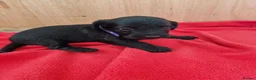 Doxiepoo dogs for sale: 6 doxiepoos - Advert 18
