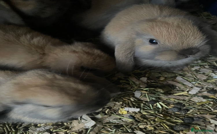 Mini Lop rabbits - Advert 1