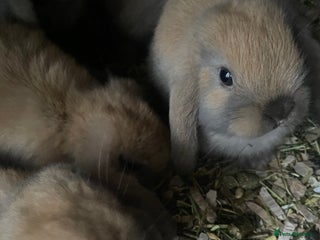 Mini Lop rabbits - Advert 4