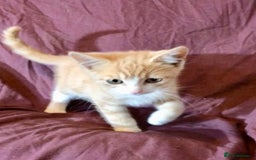Mixed Breed cats for sale: Kittens for sale - Image 1