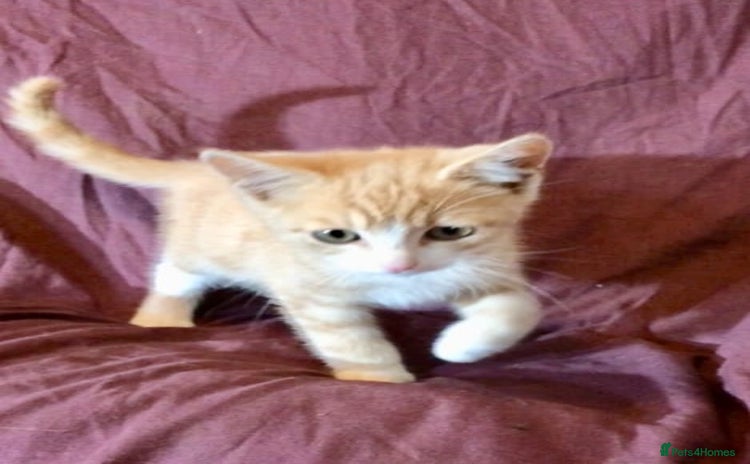 Mixed Breed cats - Advert 5