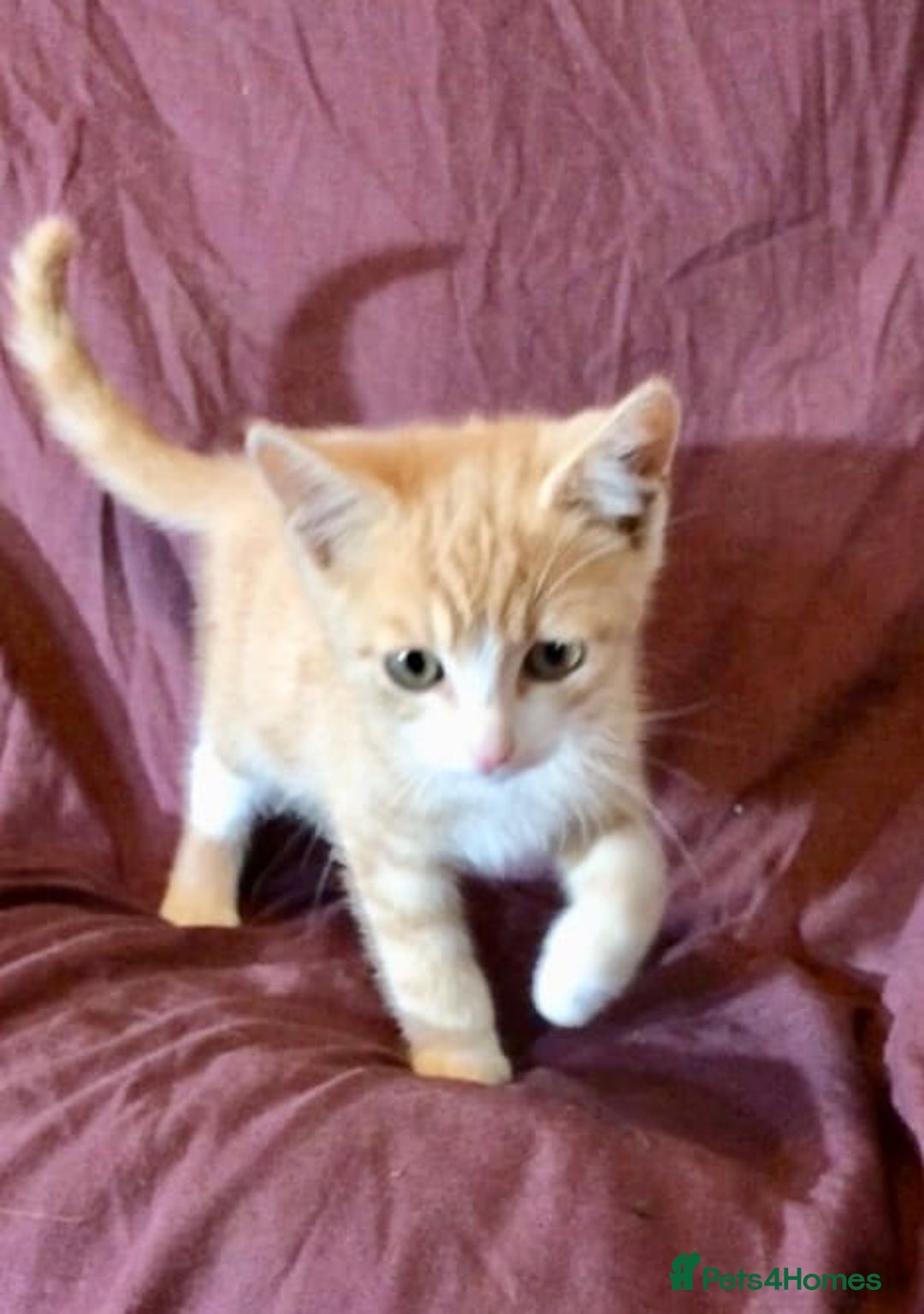 Mixed Breed cats for sale: Kittens for sale - Image 1