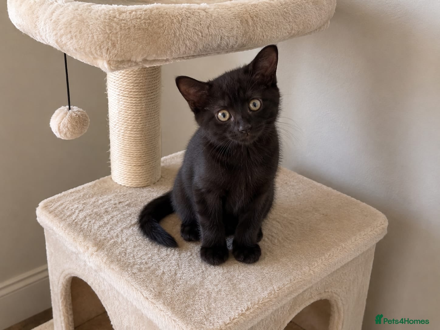Mixed Breed cats Last Kitten Available – Ready for His Forever Home - Advert 1