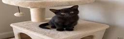 Mixed Breed cats for sale: Last Kitten Available – Ready for His Forever Home - Advert 1