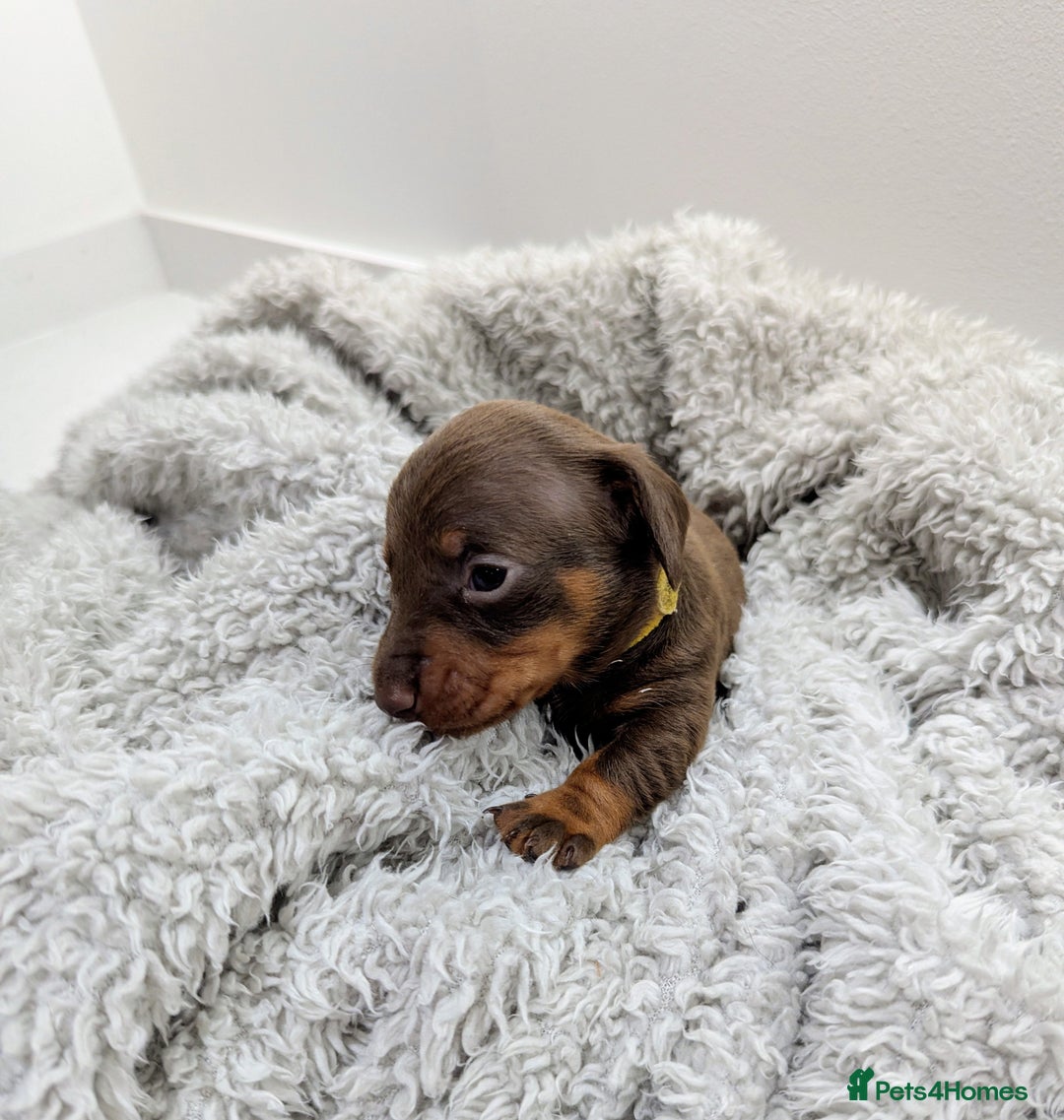 Miniature Dachshund dogs for sale: Beautiful Miniature Dachshund *one little girl* - Advert 19