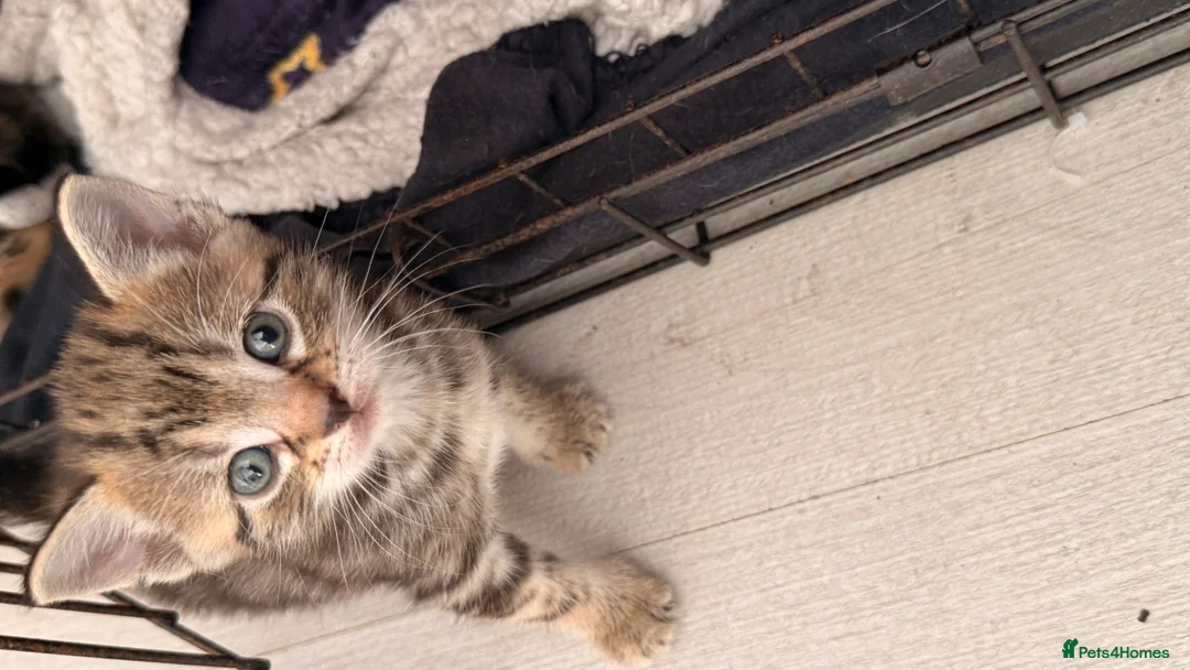 Mixed Breed cats for sale: Kittens boy  - Advert 4