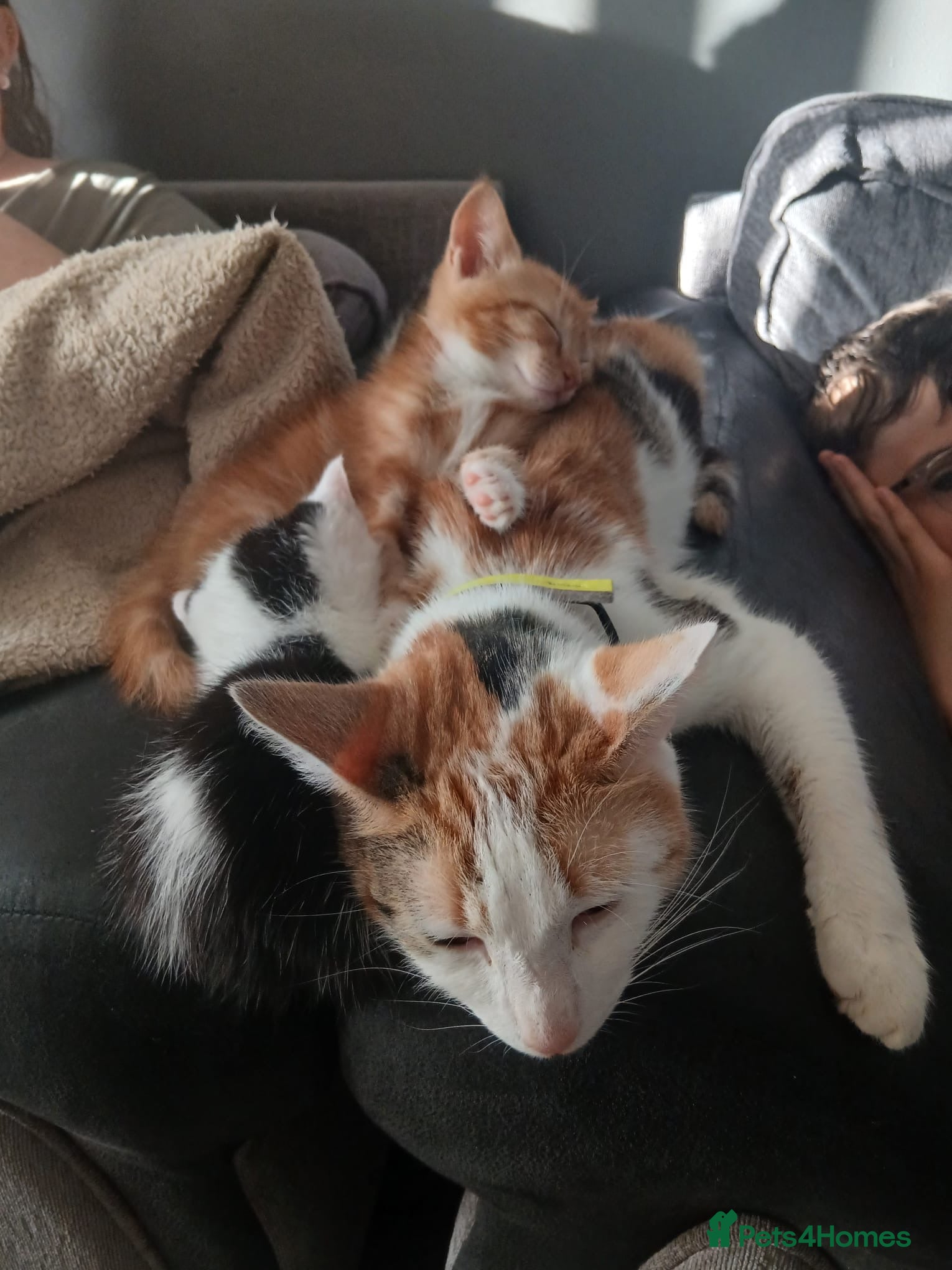 Mixed Breed cats Cat for sale  - Advert 1