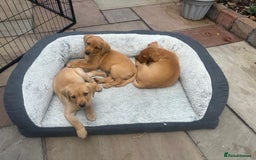 Labrador Retriever dogs for sale: Labrador 2 x boys left FTW Drakeshead Flycatcher   in Blackpool - Image 9