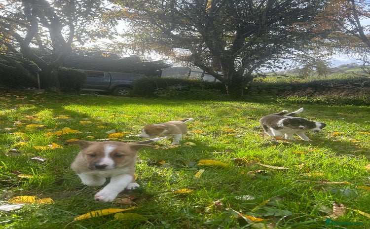 Border Collie dogs - Advert 10