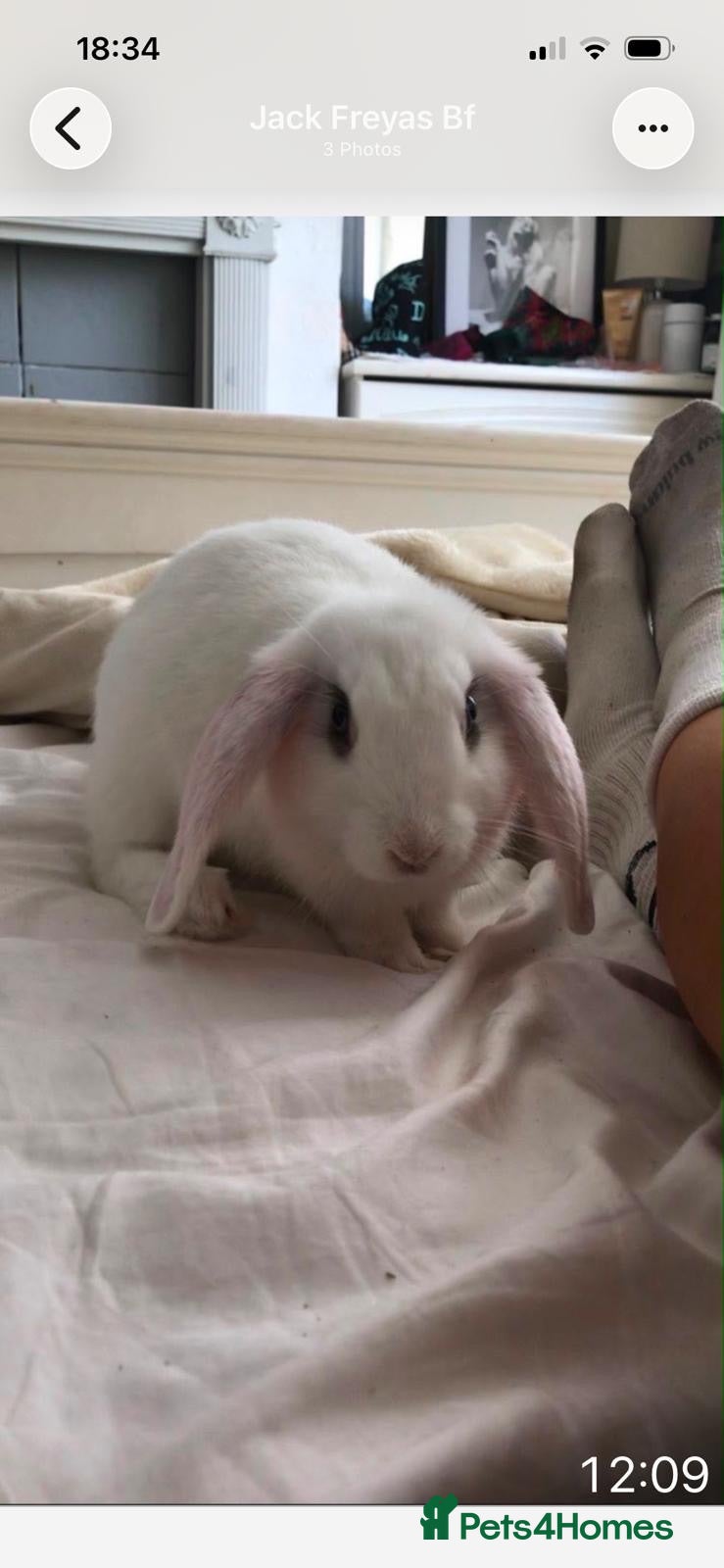 English Lop rabbits White English Lop Rabbit - Advert 2