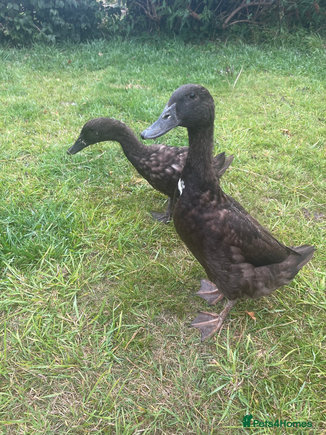Ducks poultry for sale: Indian Runner Ducks  - Image 8