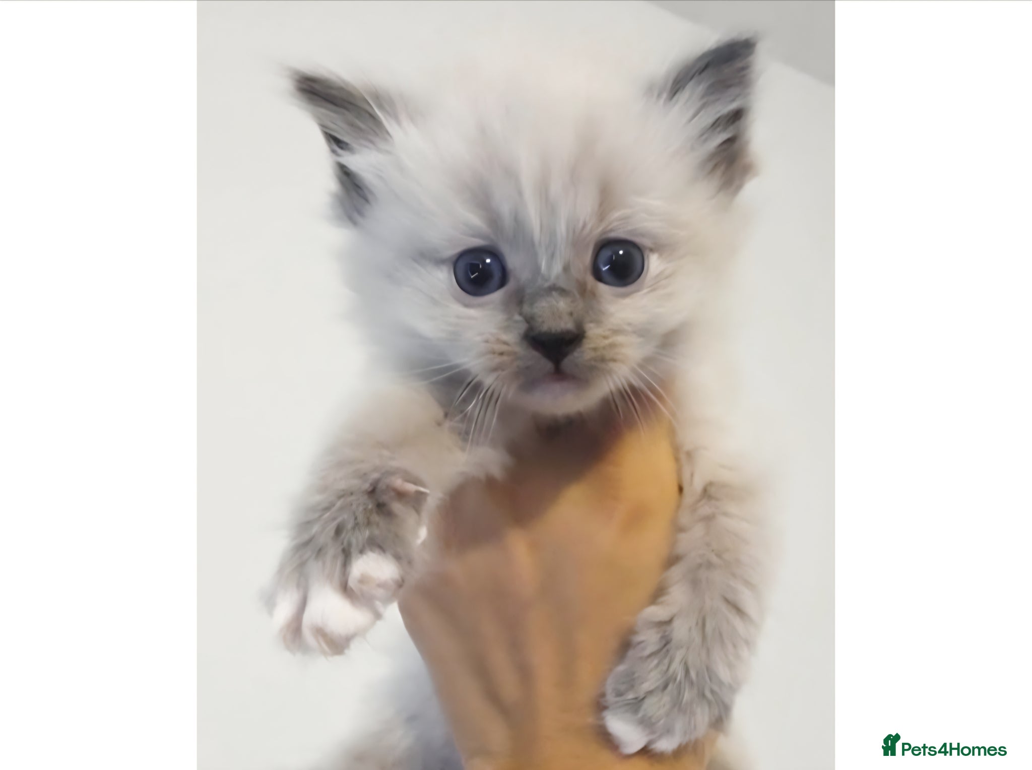 Ragdoll cats Stunning Pure Ragdoll Kittens - Advert 6