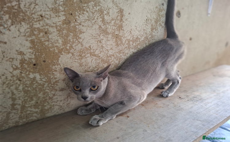 Burmese cats - Advert 1