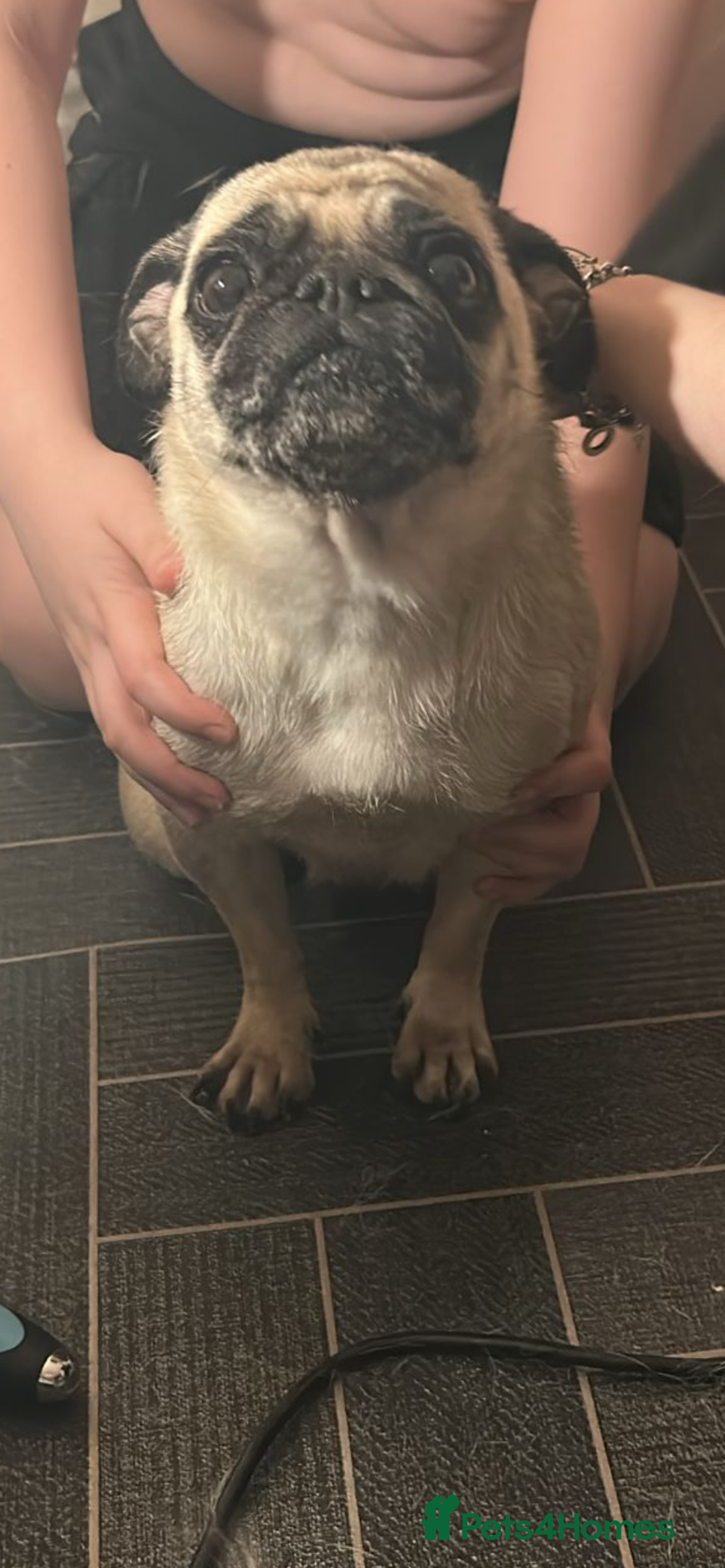 Pug dogs for sale: Male pug puppy  - Advert 5