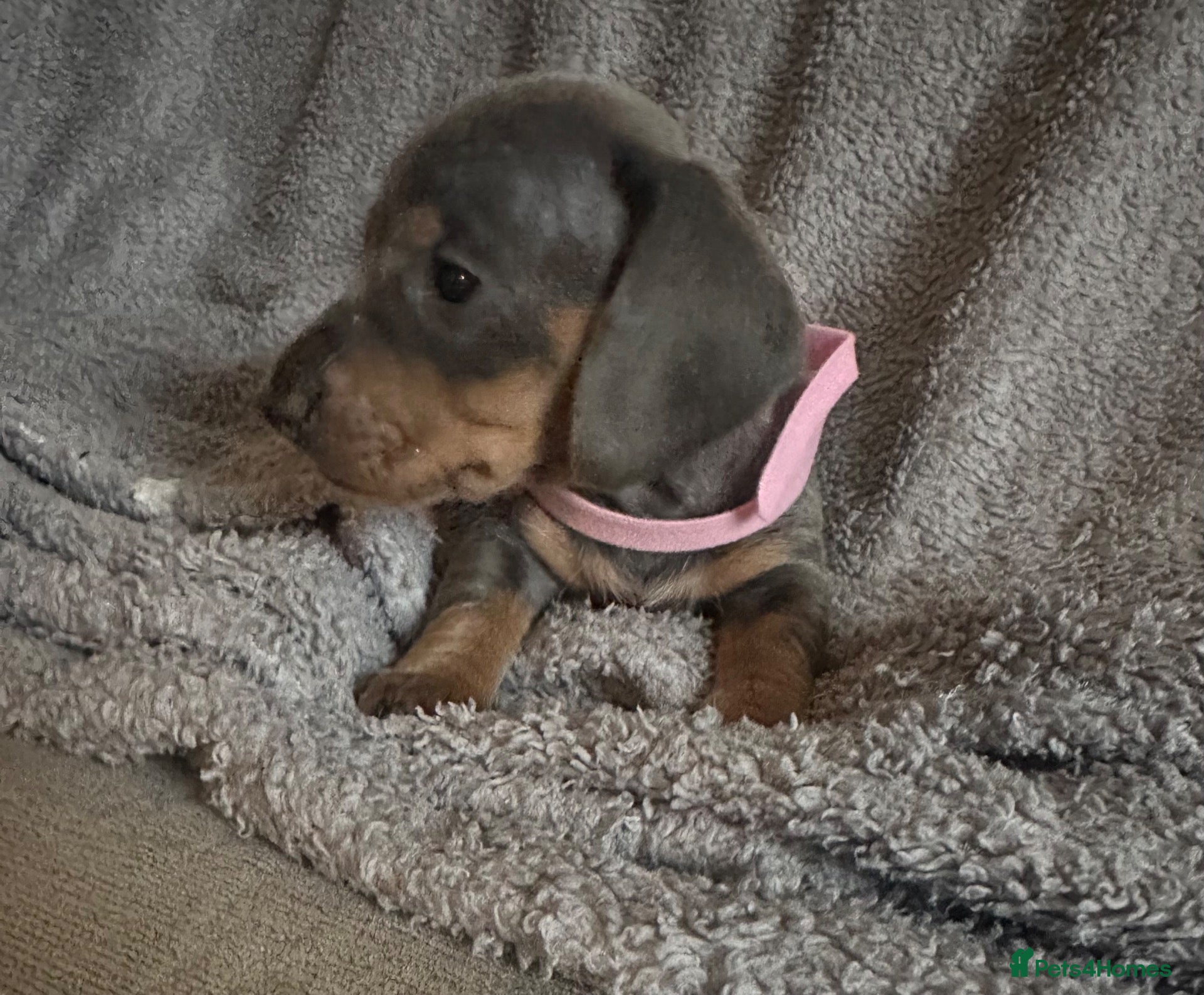 Miniature Dachshund dogs Gorgeous Miniature Sausages 💖  - Advert 1