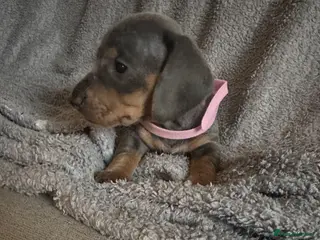 Miniature Dachshund dogs Gorgeous Miniature Sausages 💖 - Advert 1
