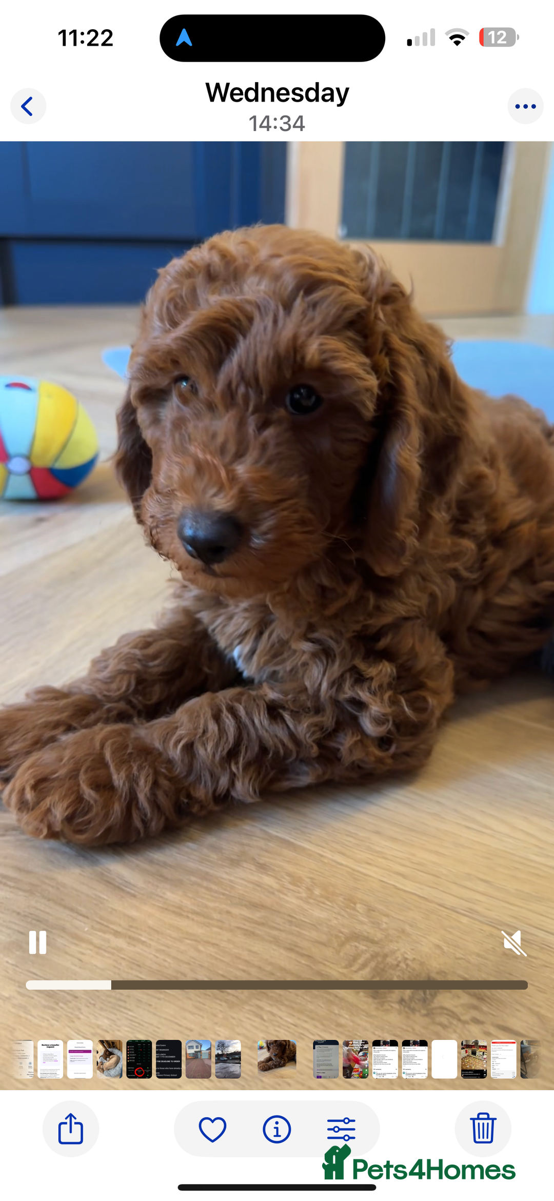 Miniature Poodle dogs for sale: Red Miniature Poodles  - Advert 22