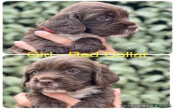 Sprocker dogs for sale: Exceptionally Bred F1 Sprockers from FTCH lines - Image 6