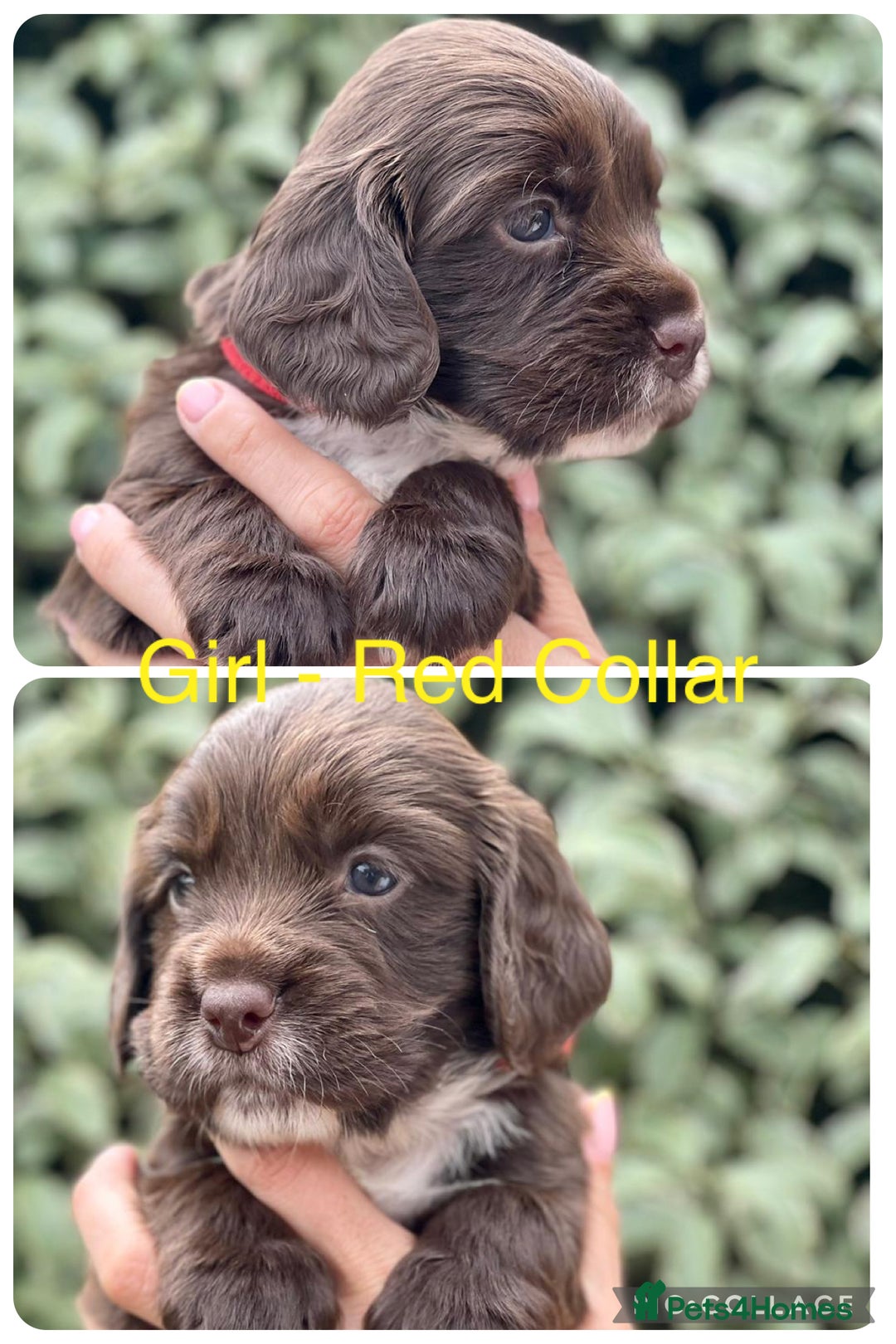 Sprocker dogs for sale: Exceptionally Bred F1 Sprockers from FTCH lines - Image 6