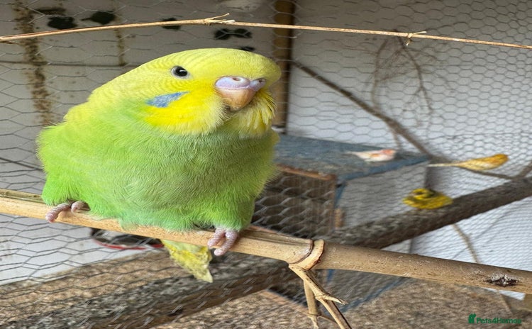 Budgerigars birds - Advert 1