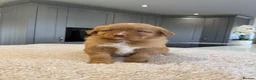 Nova Scotia Duck Tolling Retriever dogs for sale: Chunky adorable Nova Scotia puppies  - Advert 2