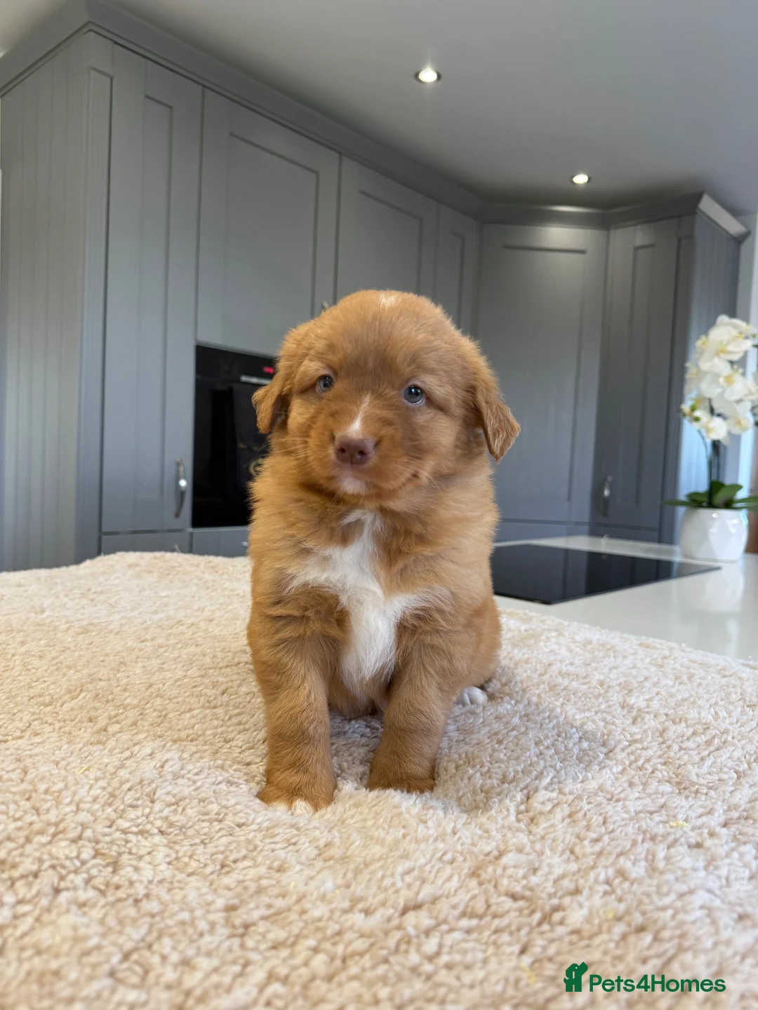 Nova Scotia Duck Tolling Retriever dogs for sale: Chunky adorable Nova Scotia puppies  - Advert 2