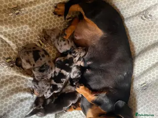 Miniature Dachshund dogs BEAUTIFUL PUPPIES - Advert 3