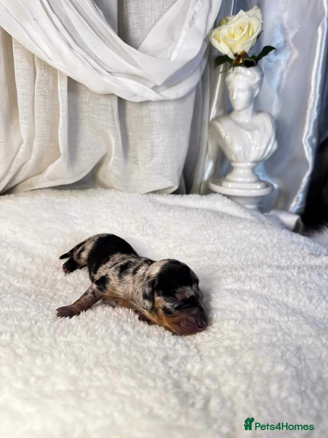 Miniature Dachshund dogs for sale: MINI DACHSHUND PUPPIES💕 KC REGISTERED/PRA CLEAR  - Advert 7