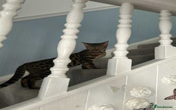 Bengal cats for sale: Bengal  - Image 5