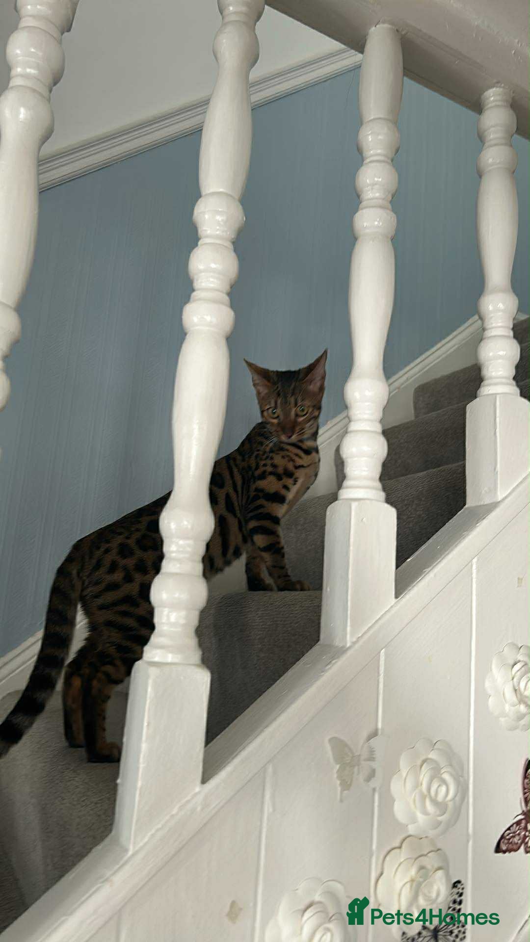 Bengal cats for sale: Bengal  - Image 5