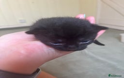 Domestic Shorthair cats for sale: Kittens for sale £80 - Image 21