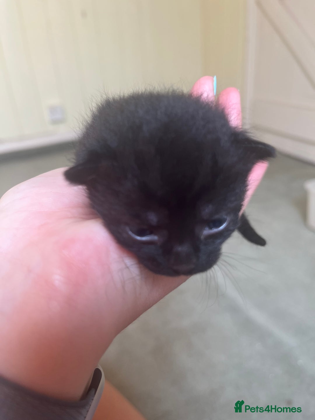 Domestic Shorthair cats for sale: Kittens for sale £80 - Image 21
