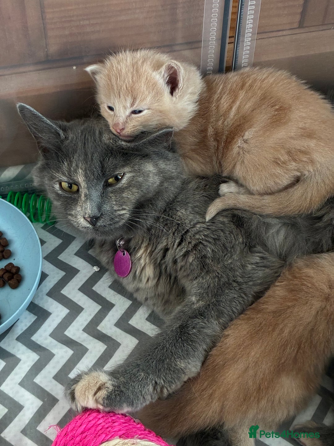 Norwegian Forest Cat cats for sale: Kittens - Image 7