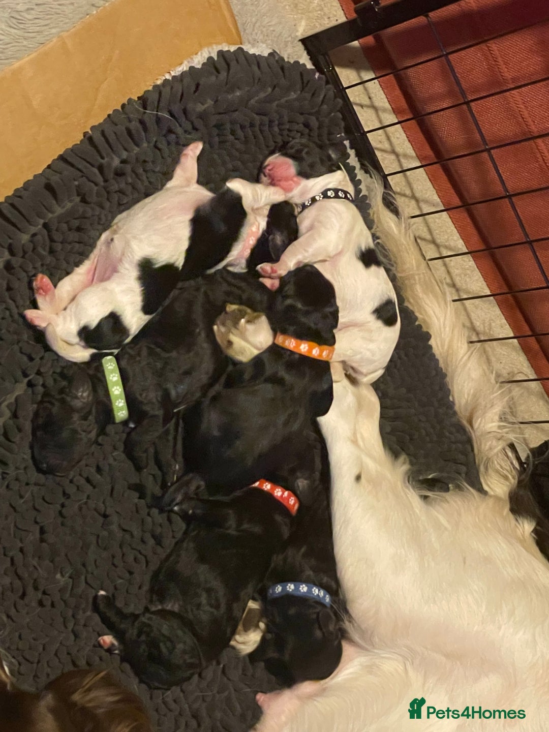 Cavapoo dogs for stud: Cavapoo Male - Image 9