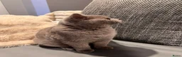 British Shorthair cats for sale: Multicolour GCCF Registered BSH kittens - Advert 6